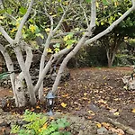 Oasis Hill Botanical Garden Lodge Icod De Los Vinos