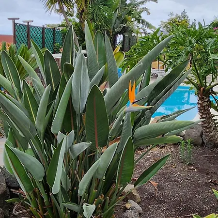 Oasis Hill Botanical Garden Icod De Los Vinos