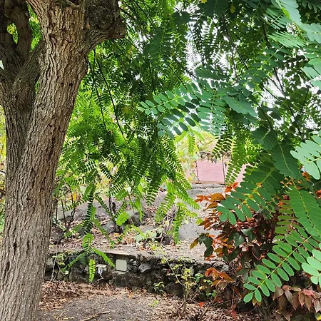 Orman Evi Oasis Hill Botanical Garden Icod De Los Vinos