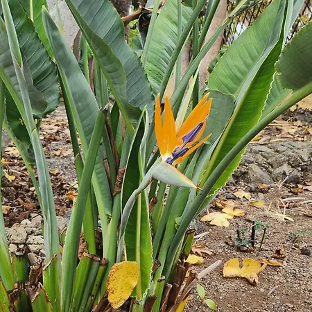 Oasis Hill Botanical Garden * Icod De Los Vinos