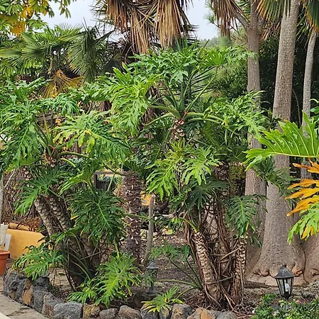 Oasis Hill Botanical Garden Orman Evi