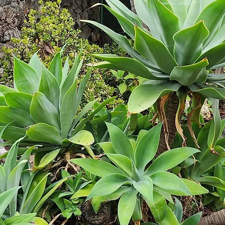 Orman Evi Oasis Hill Botanical Garden Icod De Los Vinos