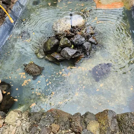 Orman Evi Oasis Hill Botanical Garden *