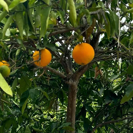 Oasis Hill Botanical Garden * Icod De Los Vinos