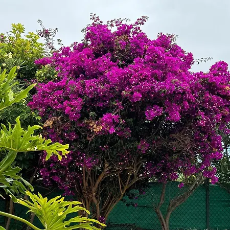 Orman Evi Oasis Hill Botanical Garden Icod De Los Vinos