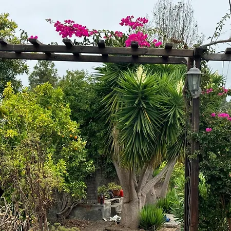 Orman Evi Oasis Hill Botanical Garden Icod De Los Vinos