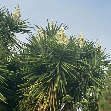 Oasis Hill Botanical Garden Orman Evi *