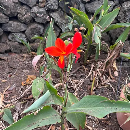 Oasis Hill Botanical Garden * Icod De Los Vinos