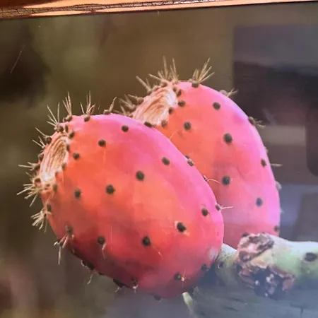 Oasis Hill Botanical Garden Icod De Los Vinos